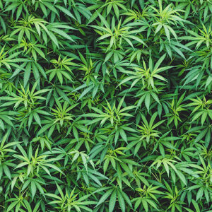 Cannabis Digital By Hoffman - Green