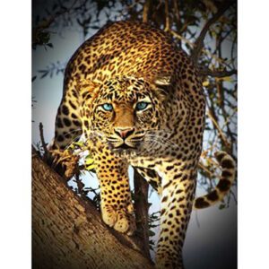 Call Of The Wild Digital Print By Hoffman - Leopard