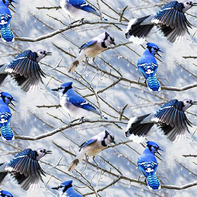 Call Of The Wild - Bluejay  By Hoffman - Digital Print - Bluejay