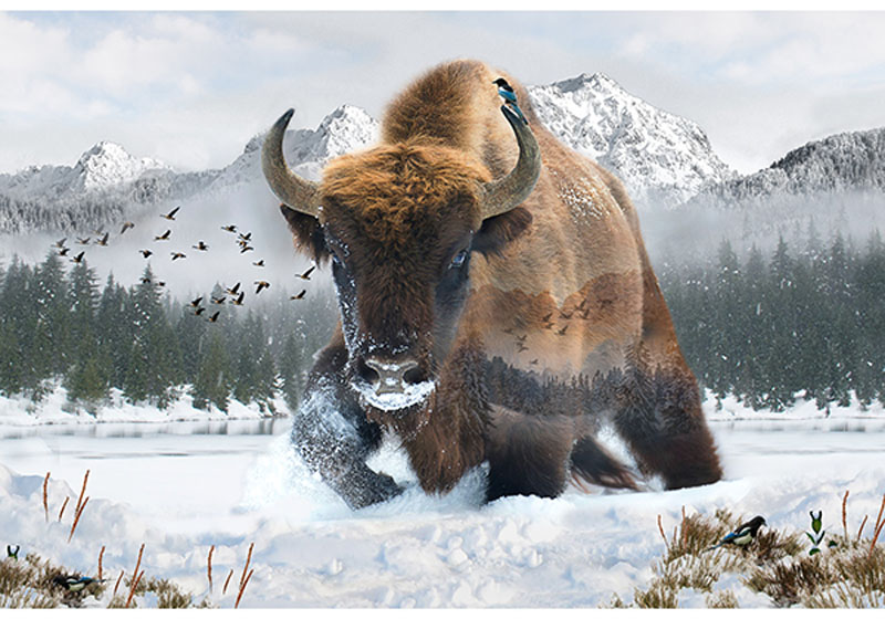 Call Of The Wild By Hoffman - A Hoffman Spectrum Print - Bison