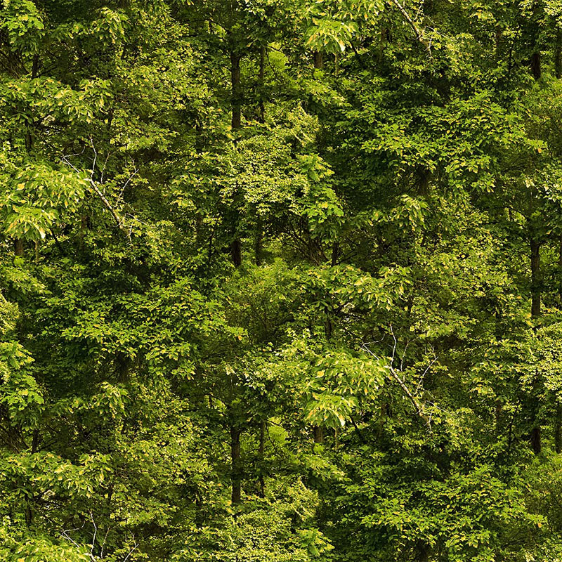 North Country By Michael Miller - Loden